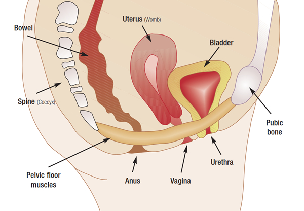 Pelvic Floor