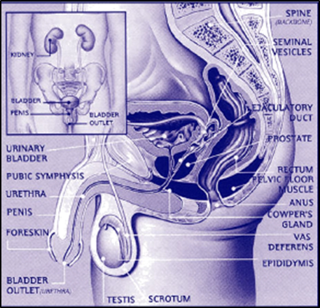 Pelvic floor - men